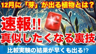 【比較実験】12月に「芽」が出る植物とは？絶対真似したくなるテクニックをご紹介Ver452【カーメン君】【チューリップ】【球根】【宿根草】