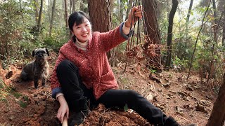 Vajra vines are full of treasures, Yan'er went up the mountain to dig a pile and brought them back