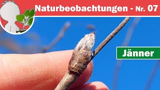 Naturbeobachtungen 07 - Letzte Knospenrunde - Knospenschuppen und Formen