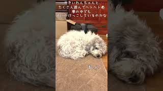 寝言を言う犬