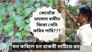 tamul -বাৰীত কেনেকৈ- jika kheti - কৰিব পাৰি??? তামোল বাৰীত জিকা খেতি ! jika kheti in assam