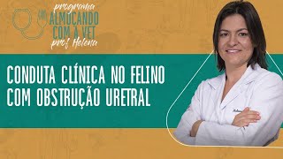 Conduta clínica no felino com obstrução uretral