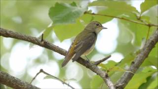 キビタキ　2014 09 21　メスタイプ