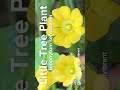 little tree plant 🌻wild yellow flowering plants biophytum sensitivum littletreeplant yellowflower