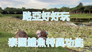 【路亞好好玩】13.泰國鱧魚特異功能。