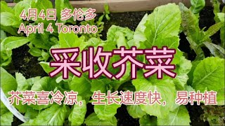 采收芥菜（芥菜喜冷凉，生长速度快，易种植）