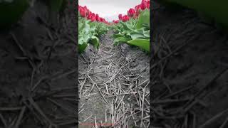 Beautiful tulip flowers || Netherlands the land of tulips flowers