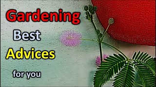 Gardening advice and tips for home and house garden , know how