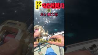 21【ドでか甘鯛！！この鯛ラバでヒット！】〜in瀬戸内海・山口県上関〜#釣り #fishing #あい鯛工房