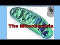 Mitochondria-Powering the Cell-Science Videos