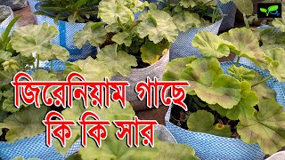 জিরেনিয়াম ফুল গাছের পরিচর্যা / geranium plant care