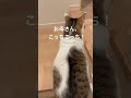 お母さん、もう寝るの？ shorts ねこ 猫 cat ねこのいる生活