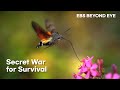 A Secret War for Survival: Flowers and Insects