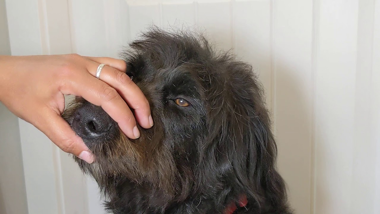 How To Trim Your Dogs Face At Home, Using Craft Scissors - YouTube