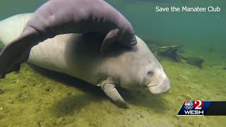 Increase in manatee deaths