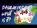 What is a #Phalaenopsis ? | Species | Novelty Phalaenopsis | Complex Hybrids  🌸 #ninjaorchids