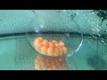 아로와나 tumbling asian arowana tumbling in korea d 1