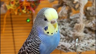 budgie sounds