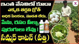 #Cotton ఇంత వేసవిలో కూడా ఎక్కడ తగ్గని గ్రోత్ అధిక పిలకలు ముడత లేదు ,పెను,రసం పీల్చు పురుగులు లేవు !