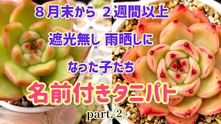 【遮光無しの我が家】8月末から２週間以上放置してしまったエケベリア🌵名前付きタニパト🔍part.②🔍【多肉植物】【succulent】【다육식물】【エケベリア】【Echeveria】#56