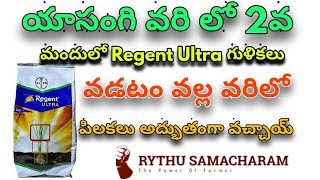 యాసంగి వరిలో పిలకలు ఎక్కువగా రావాలి అంటే ఎం గుళికలు వాడితే పిలకలు బాగా వస్తాయి