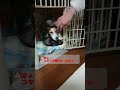 【night routine】朝までコタツで寝たいのに．．． shorts 犬 ジャックラッセルテリア jackrussellterrier こたつ