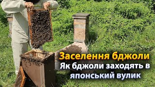 Заселення бджіл в японський вулик. Як пересадити бджоли з пастки у вулик.