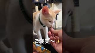 【もけもふちゃんねる】お手が出来ているのか微妙な感じの猫がこちらw【猫とフェレット】