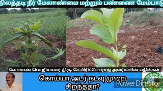 கொய்யா அடர் நடவு முறை சிறந்ததா? Guava Planting High Density Best or ?? திரு.சே.பிரிட்டோ ராஜ்