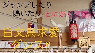 白文鳥求愛ダンス⁉︎