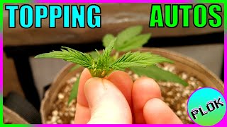 Can You Top Auto-flowers? Lets Find Out! - Autoflower Topping Experiment Week 1