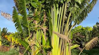 Traveler Tree/Large Palms and Trees For Sale/Large Trees Planted and Guaranteed/50 Years Installing