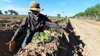 Land Preparation Technique for Cassava Production (part1) បច្ចេកទេសរៀបចំដី លើករងសម្រាប់ដំឡូងមី