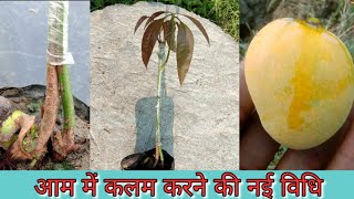 double stone  graft mango || 2 पोध के साथ कलम केसे करें|| #mangografting