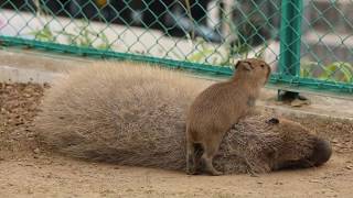 ねぇねぇ・・・遊んでよ！　  こんな時は、寝たふりに限るね。(かみね動物園)