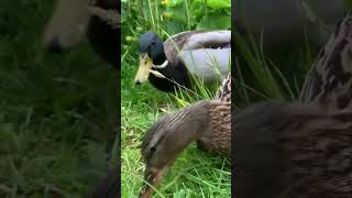 Mallard ducks #duck #ducks #duckling #birds #mallard #cuteanimals #ducklings #cute #ducklover