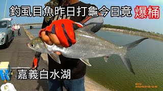 嘉義白水湖釣虱目魚爆桶（金珠釣組）（129集）@Pin338548