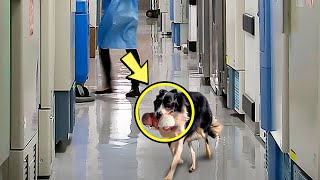 Собака внезапно примчалась в больницу. Медсестра начала плакать, когда увидела причину!
