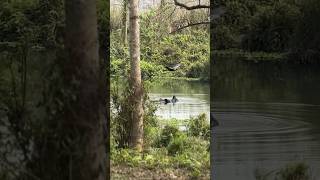 One horn rhino 🦏 bathing in natural swimming pool #rhinoceros #wildlife #natural #swimming #jungle