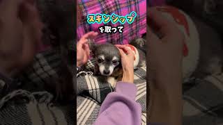 犬が目を細めて睨んでる時こんなこと考えている！ #shorts