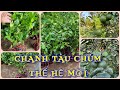 Cây Chanh tàu chùm thế hệ mới | 0386569374 - Ngọc Ngân Bến Tre | Chuyên cây độc lạ