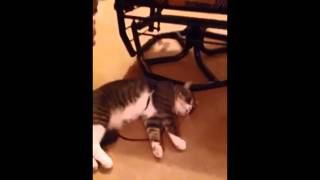 Cat plays dead to avoid going for a walk