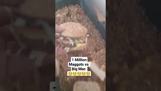 Big Mac vs 1 Million Maggots part 1 #insects #larvae #maggotbsf #mcdonalds