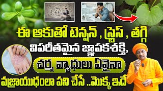 ఈ ఆకుతో టెన్షన్ , స్ట్రెస్ , తగ్గి విపరీతమైన జ్ఞాపకశక్తి, పెరుగుతుంది | Dr.Ravivarma | AYUR MANTRA