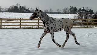 Sartors Falcetto - Knabstrupper Stallion - 2 years old