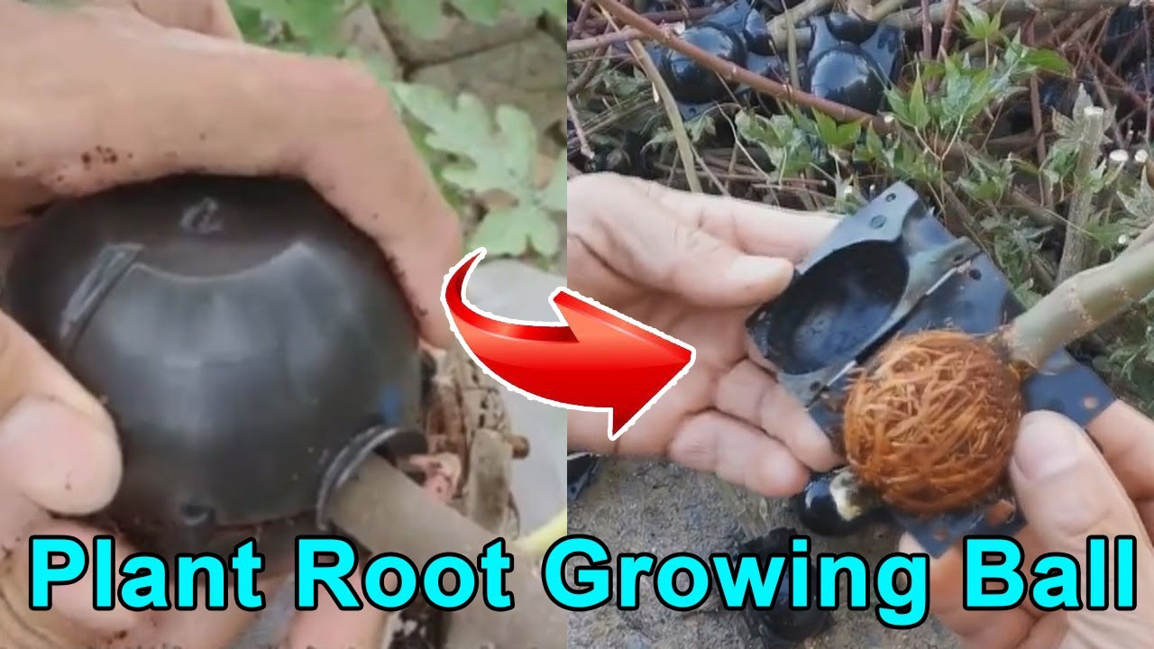 How To Use Air Layering Pods (Propagation Balls ) | Plant Root Growing ...