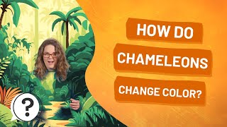 How do chameleons change color? | But Why Bites