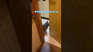 ネコと子ネコとおじさん　デマチのキジトラニャーン　#shorts #cat #cats #猫 #ねこ #ねこのいる生活 #猫のいる暮らし #キジトラニャーン #キジトラ