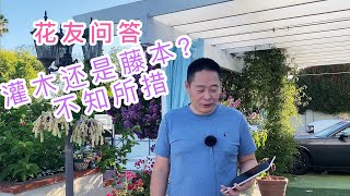 （园艺篇78）英国品种，沃勒顿老庄园wollerton old hall可藤可灌！