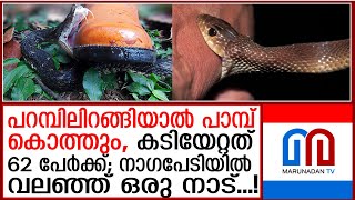 കടിയേറ്റത് 62 പേര്‍ക്ക്; പാമ്പിനെ പേടിച്ച് ഒരു ഗ്രാമം | Nagapeti | Karnataka